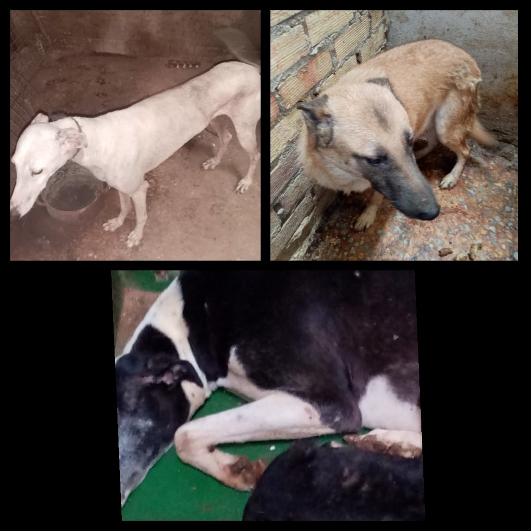 SEVILLA
NECESITO AYUDA DE ASOCIACIONES PORFAVOR
YA NO LOS KIERE ,SON DE UN CAZADOR
MIRAR EN KE CONDICIONES LOS TIENE 
 HAY 1 HEMBRA Y 1 CACHORRO 
ALGUIEN PUEDE AYUDARLOS?
SE DESHACEN DE ELLOS SI NO LOS SACAMOS
ASOCIACIONES ,ECHARME UNA MANO 
Tlf 654256906
M.CARMEN BOTRAN