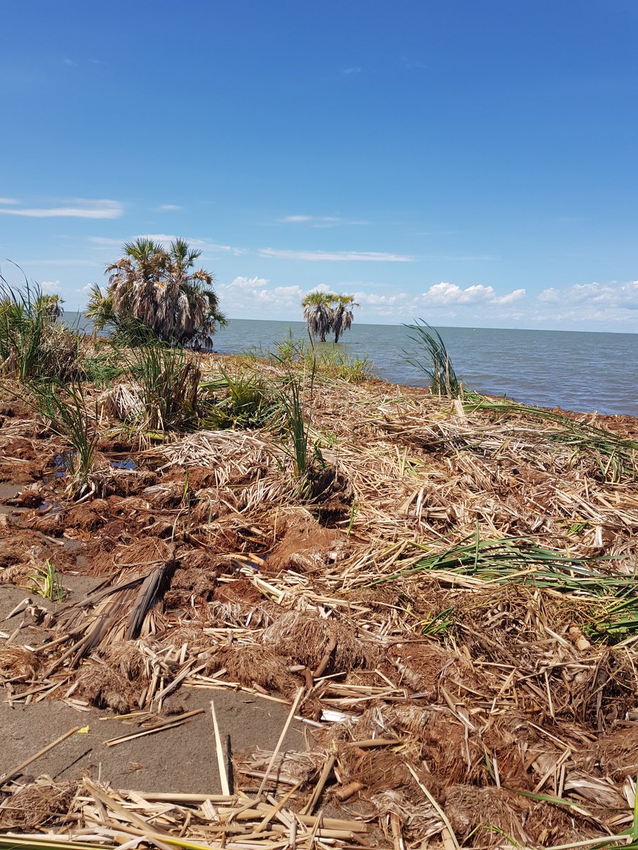 Namwayas's tweet photo. Typha debris on the western shores of Lake Turkana 75 km from the mouth of River Omo. The Duom plam trees seen are submerged. https://t.co/CuSMAKS3u4