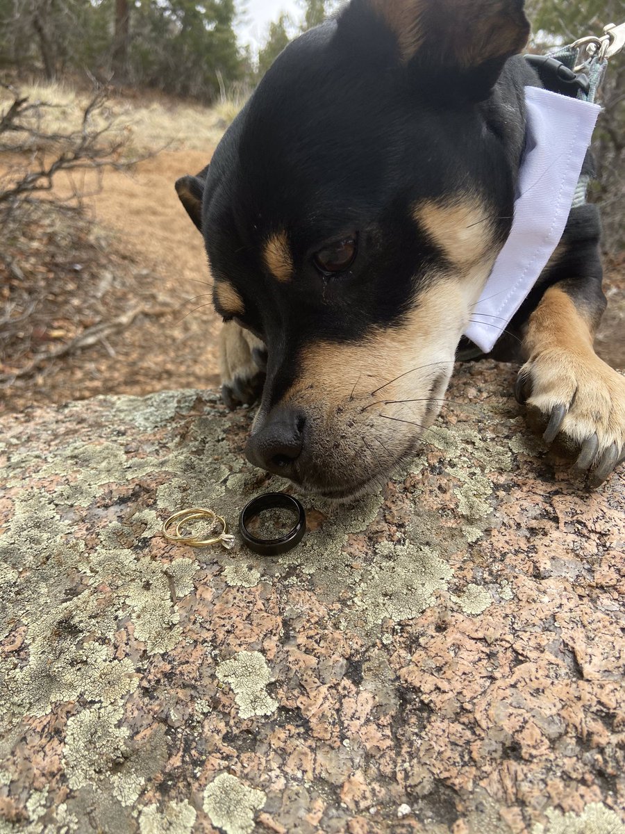 nurms4's tweet photo. Bruno took his job as officiant, ring bearer, best man, maid of honor, and witness VERY seriously! 04.18.2020 #quarantinewedding #BrunoTheMuttPup https://t.co/FrNu4cLRH7