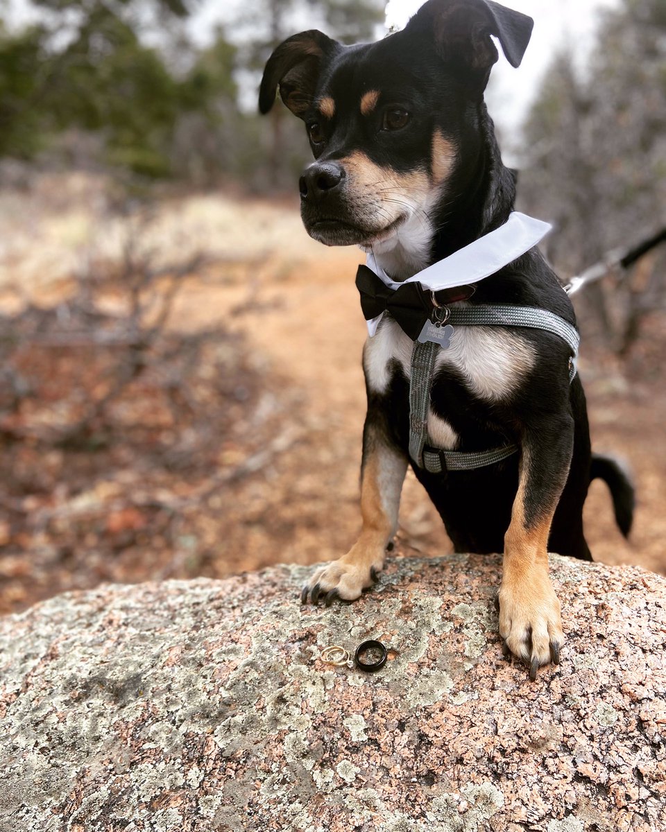 nurms4's tweet photo. Bruno took his job as officiant, ring bearer, best man, maid of honor, and witness VERY seriously! 04.18.2020 #quarantinewedding #BrunoTheMuttPup https://t.co/FrNu4cLRH7