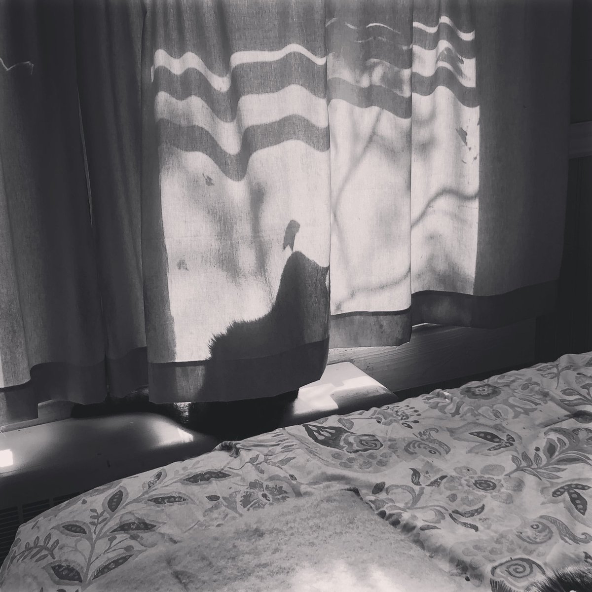 JoyKinley's tweet photo. Can you find the hiding Cordy? https://t.co/DjMwfC4g88