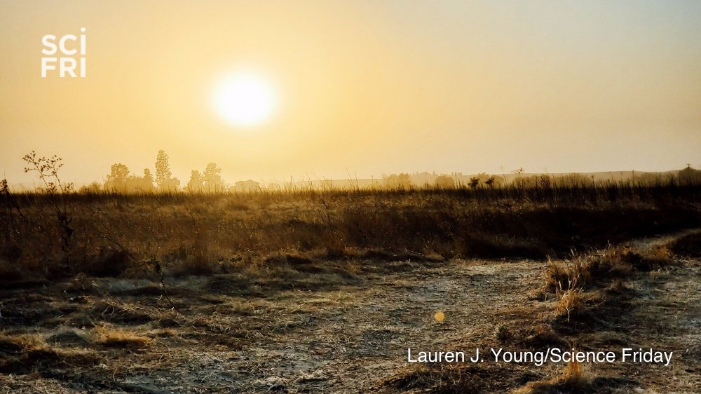 In Feb. 2019, I pitched a story about Valley Fever. Now, it's here. In our new  @scifri Methods feature with  @KVPR, we take you to the Central Valley of California (my hometown) to meet the patients and scientists battling this fungal disease in the dust.  https://methods.sciencefriday.com/valley-fever 