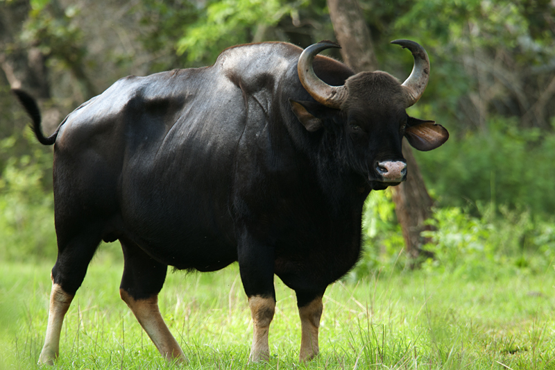 The bovathi are the bovine inspired people, but i didn't want them to feel just like generic cow-people so I ended up looking at a lot of wild bovine species as well as different breeds of cattle w/interesting feature (the gaur, highland cow, etc)