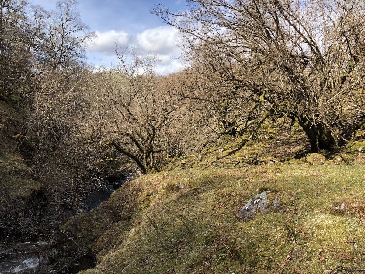 the shocking contrast between ungrazed hazelwoods in Ireland (left) and heavily deer grazed hazelwoods in the Scottish Highlands (right). unnaturally heavy grazing has stripped away so much life, and its so ubiquitous that most don't realise that flowers are meant to be there