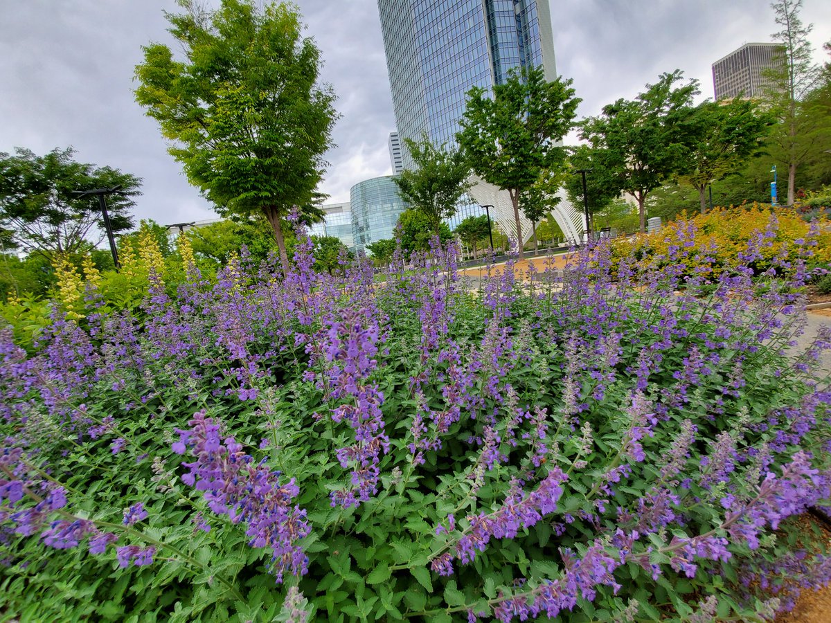 𝐌𝐲𝐫𝐢𝐚𝐝 𝐁𝐨𝐭𝐚𝐧𝐢𝐜𝐚𝐥 𝐆𝐚𝐫𝐝𝐞𝐧𝐬 Myriadgardens