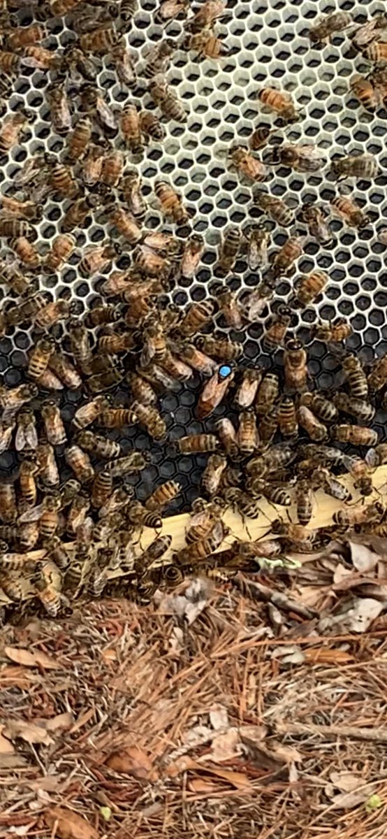 KEinwag's tweet photo. First check on the new bee hive to see if the queen survived the move. There she is 🐝! She the one with the blue tramp stamp on her back. 🍯 @BelfairAgronomy @BartBradshaw6 https://t.co/et59rdC2hL