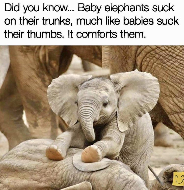 RespectfulMemes's tweet image. 