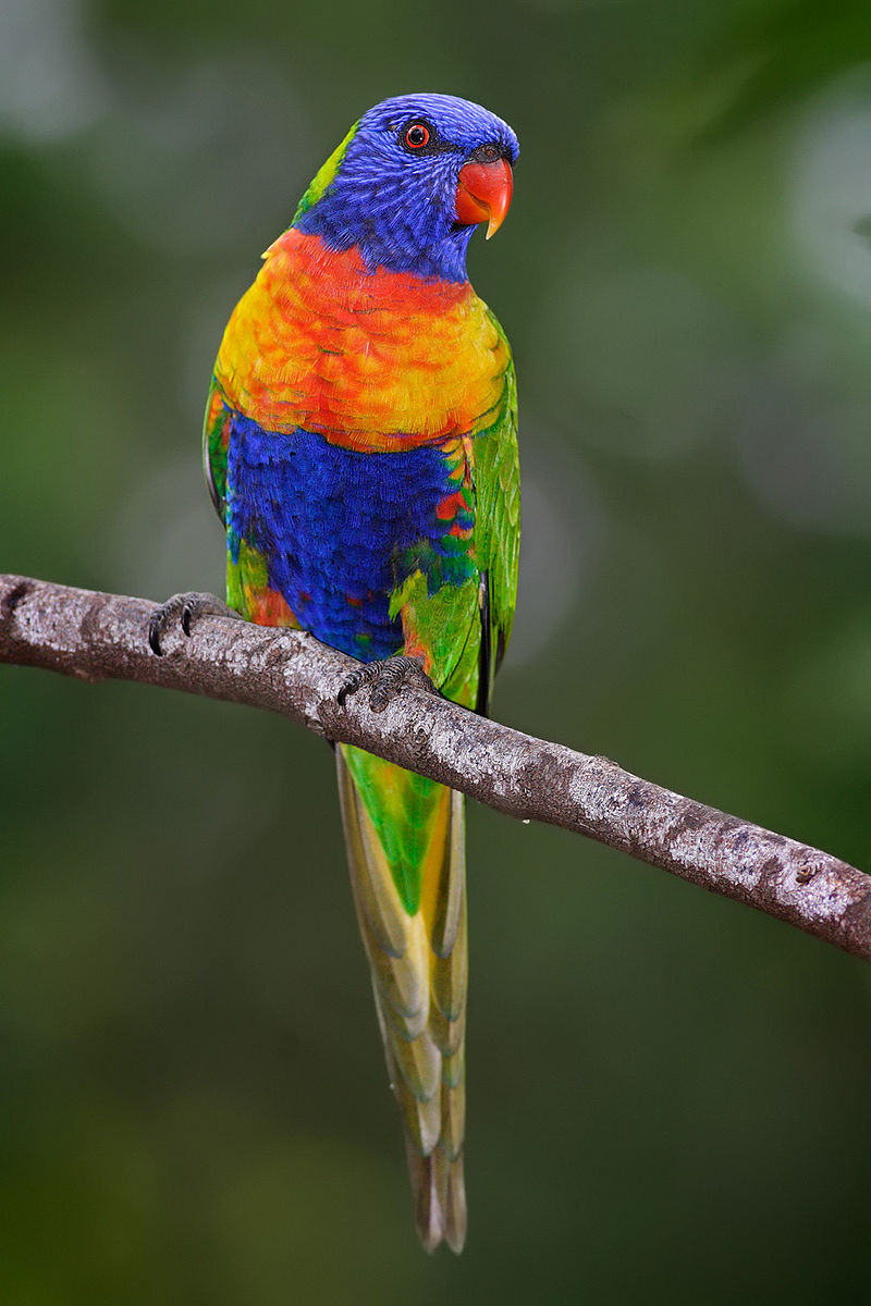 But the initial brief had mentioned rainforest birds and I just love Rainbow Lorikeets SO MUCH that I had to do at least one with their coloration (and since that was the only full color illustration, that concept won). I tried to pull more of the bird's colors into the apparel