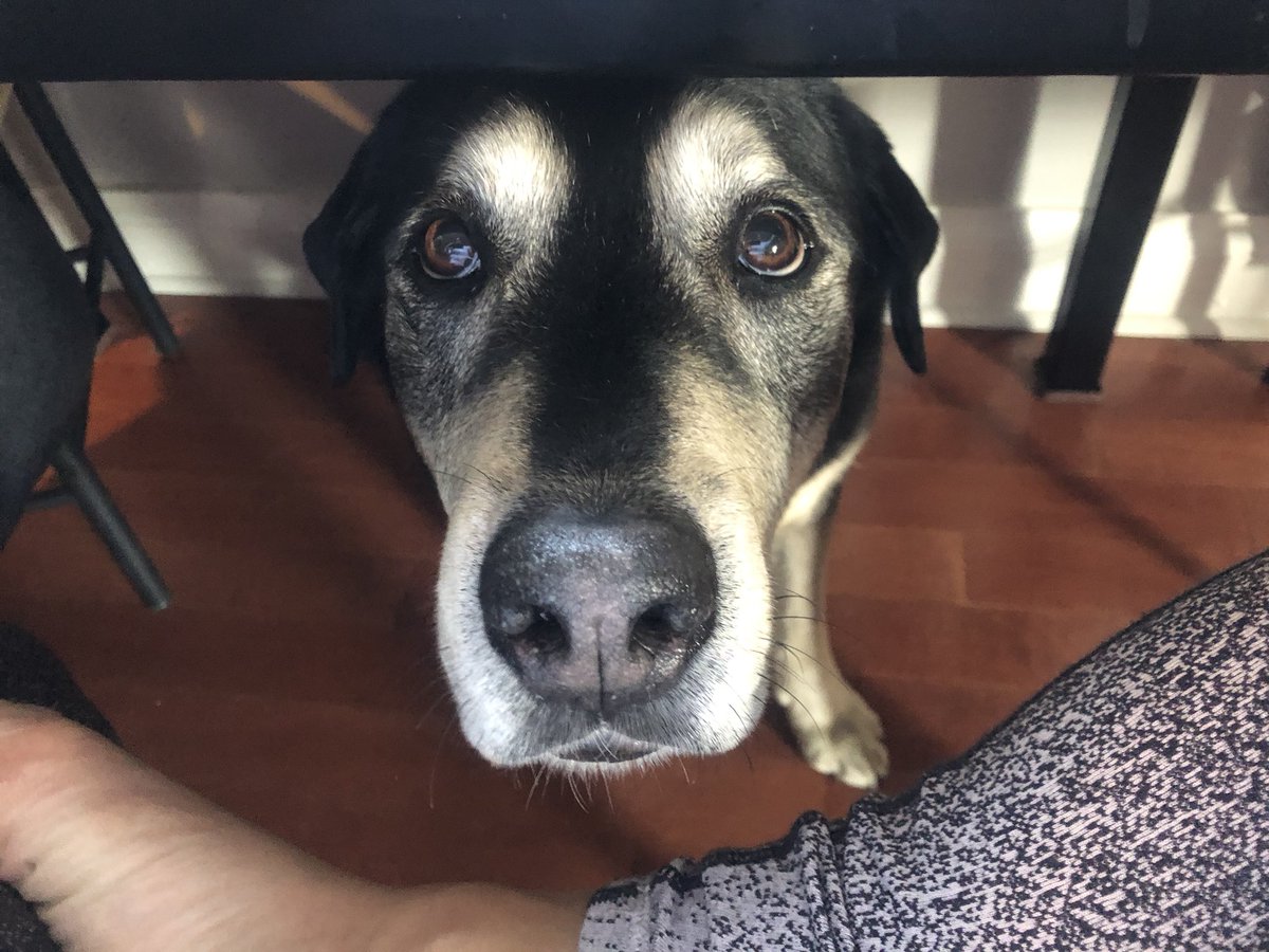 Ms_Augaitis's tweet photo. @PeelSchools Seth is my daily work bud- chilling under the table while I work! #petsofpdsb @QESrPS shows us your pets! https://t.co/JkyGb2XO8B