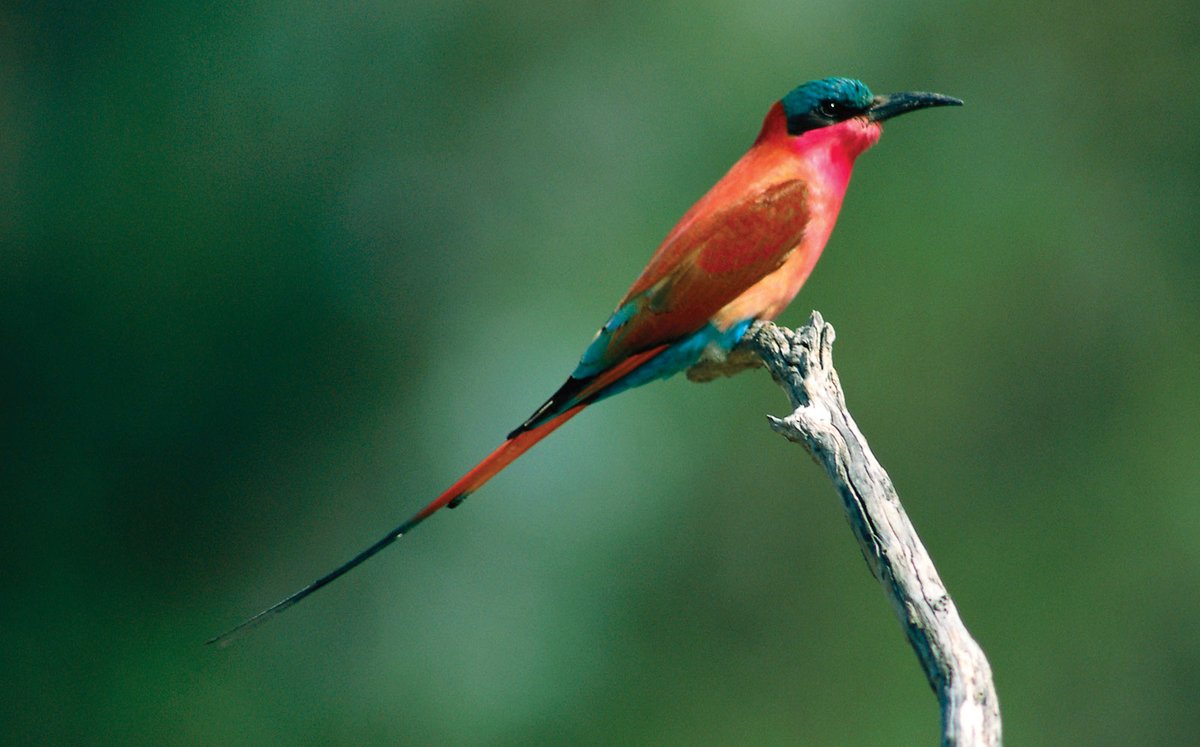I was initially going to base them all on types of bee eaters (family meropidae) b/c they tend to have similar features but are also distinct to their particular environments (they also come in lots of cool colors/patterns) . https://en.wikipedia.org/wiki/Bee-eater 