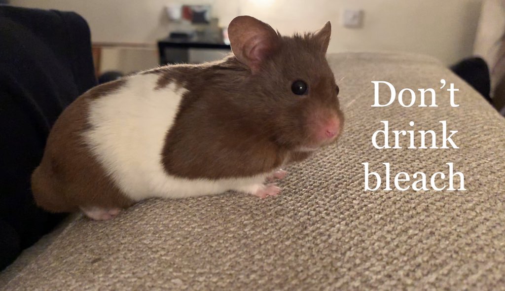 PebbleAndSusie's tweet photo. My hamster (Wilbur) said it best #DontDrinkBleach https://t.co/NY3r7tf8qn