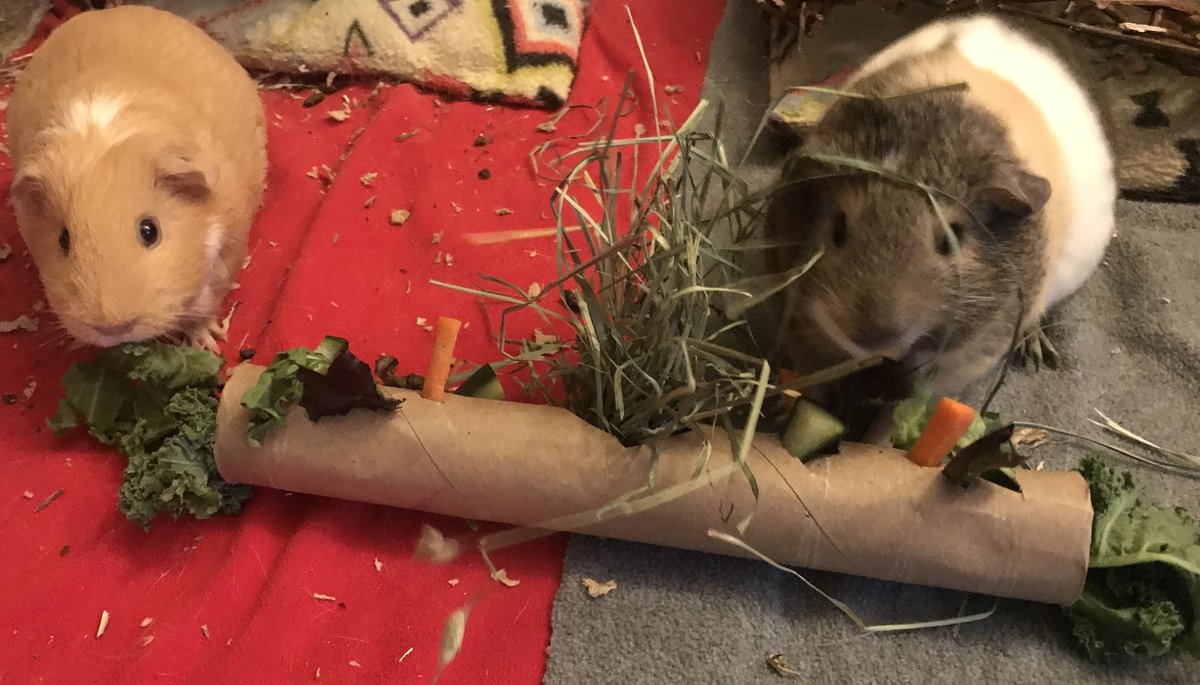 MishParent's tweet photo. The girls had fun making a treat buffet for our guinea pigs out of a recycled paper towel roll and all their favourite veggies. I think the piggies loved it! ❤️
@StJamesOCSB  #JamEarthWeek https://t.co/t64n4QD82E