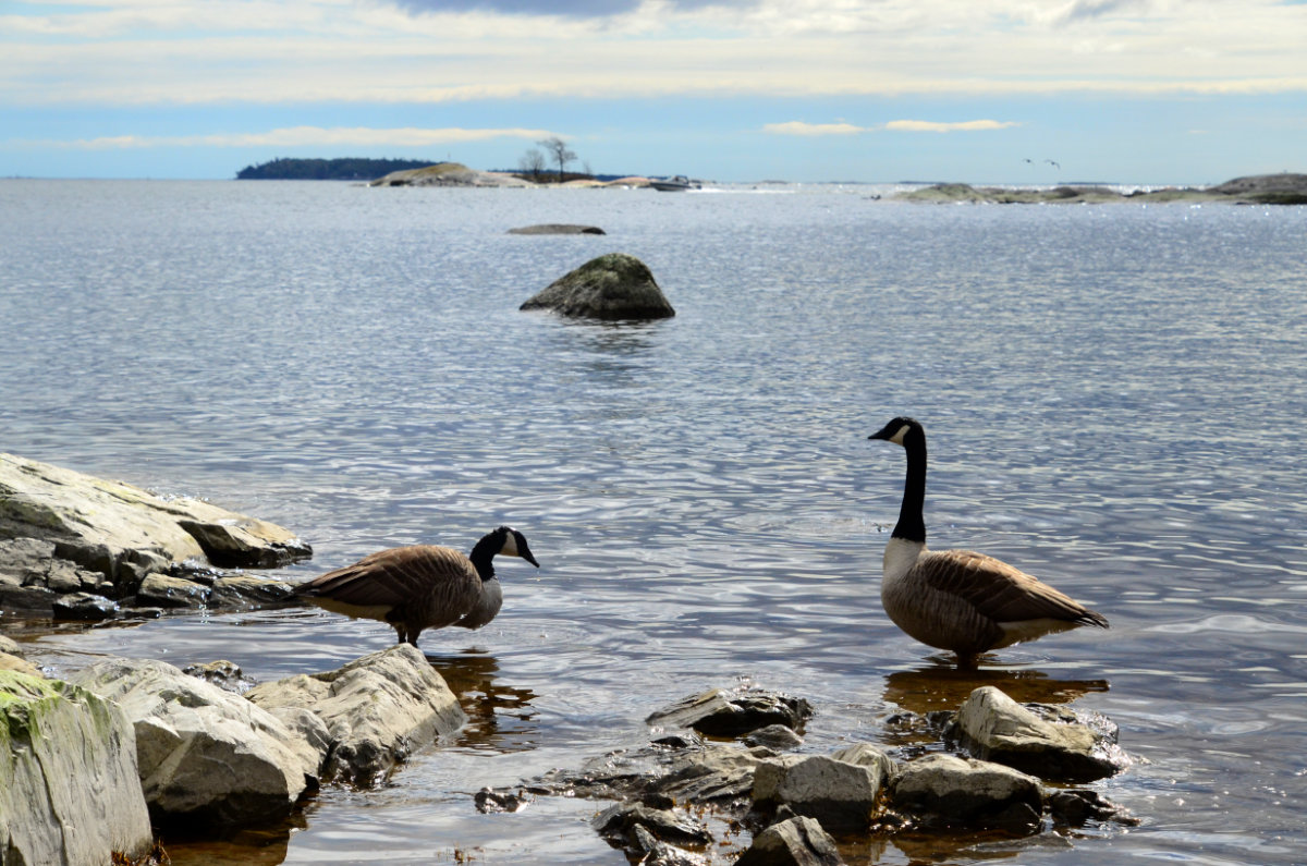 tjeldnet's tweet photo. Merimaisemaa #Kallvik'issa. #kanadanhanhi #linnut #luonto #maisema #meri #Kallahdenniemi #Helsinki https://t.co/3FvHVsgTXv