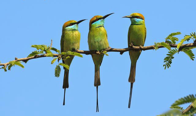 Apparel/armor wise, I looked at people who live in the some of the same areas where these birds live (bee eaters have an enormous range) and tried to utilize similar materials & textures that might be used (wood armor instead of leather, woven fabrics etc).