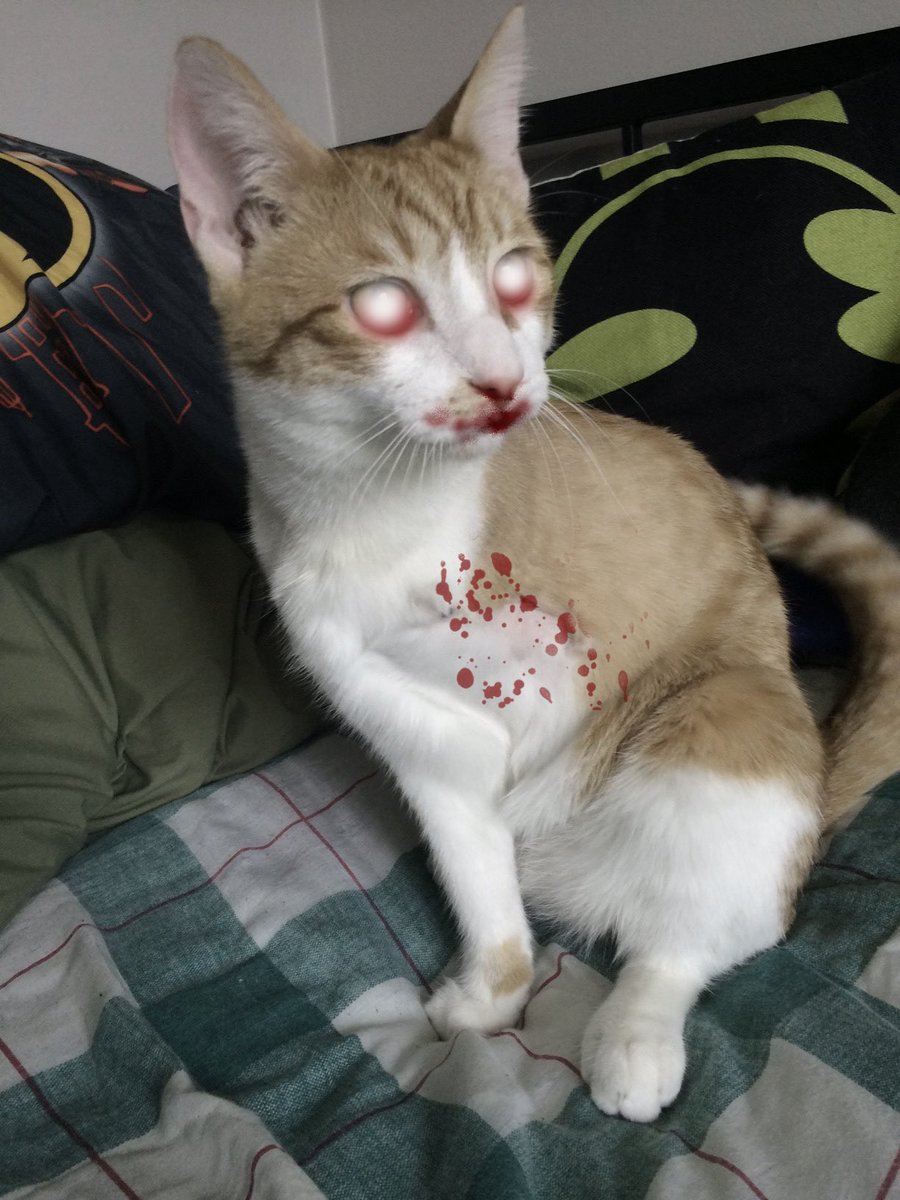 AmylouAhava's tweet photo. βHeβs got an arm off!β Ash Williams is ready for more @therealjoebob and @kinky_horror tonight on @Shudder. #TheLastDriveIn #HorrorCat #AshCat https://t.co/MqW3qUKYO9
