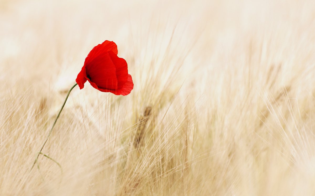 #ANZAC #ANZACDAY #Australia #NewZealand #lestweforget