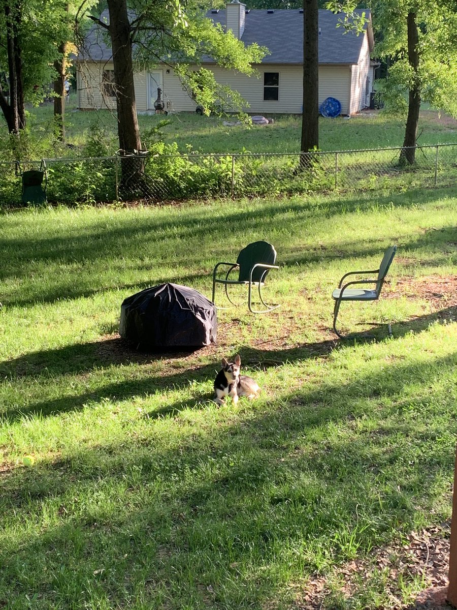 kendradama's tweet photo. This city dog is turning country real fast. #DogsofTwittter #countrydog #dogsduringlockdown https://t.co/5TloyprCh4