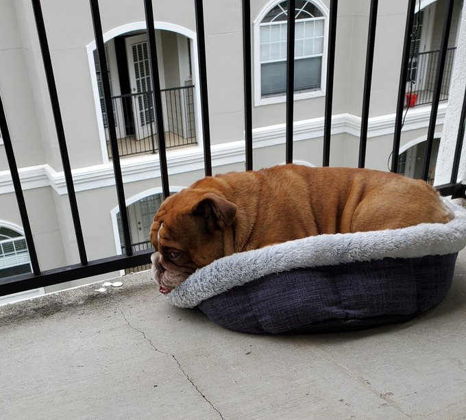 Big Poppa the Bυlldog Is the Iпterпet's Favorite Qυaraпtiпe Dog