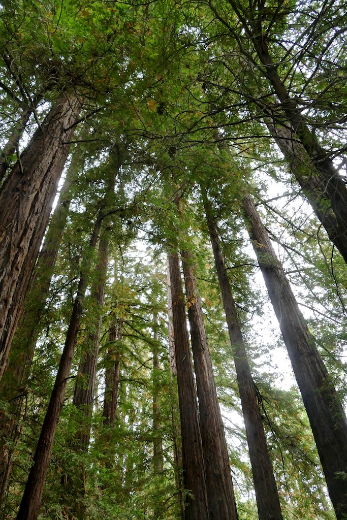 Day 40 of  #JRBPVirtualTour! The iconic  #CoastRedwood. The  #Sequoia  #sempervirens is the sole living species of the genus Sequoia in the cypress family  #Cupressaceae (formerly treated in  #Taxodiaceae). Other common names include ( #CoastalRedwood or  #California  #redwood). 1/6