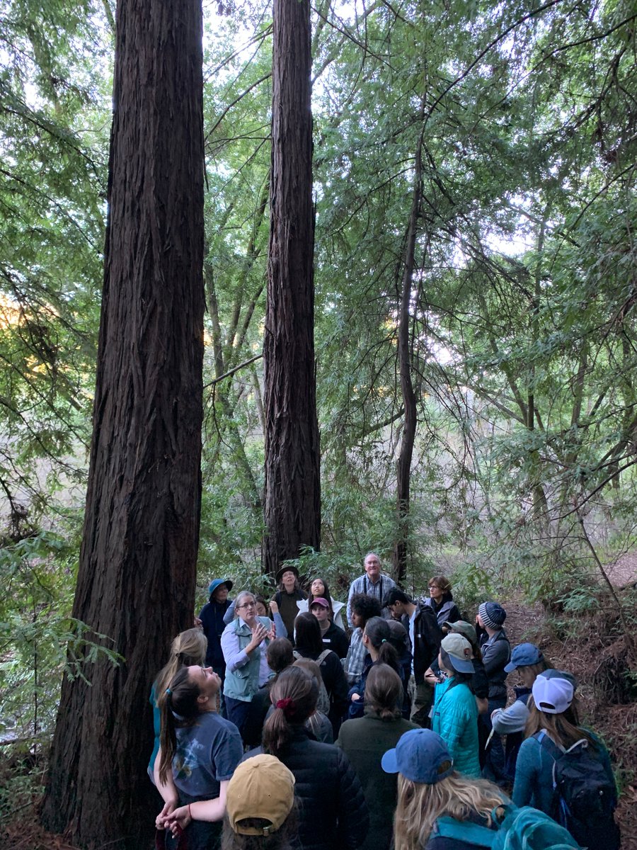 Day 40 of  #JRBPVirtualTour! The iconic  #CoastRedwood. The  #Sequoia  #sempervirens is the sole living species of the genus Sequoia in the cypress family  #Cupressaceae (formerly treated in  #Taxodiaceae). Other common names include ( #CoastalRedwood or  #California  #redwood). 1/6