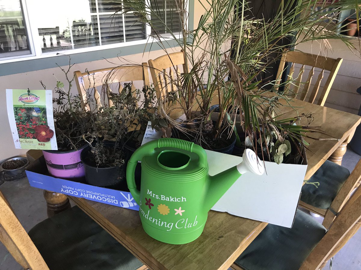 I rescued these plants from my classroom today I’m hoping that I can try and save some of them! It brightened my day to see my watering pail that my cougar cousin made for me so I decided to bring it home too! ❤️ <a href="/McfarlandHigh/">McFarland HS Early College</a> <a href="/mcfarland_asb/">McFarland ASB</a>