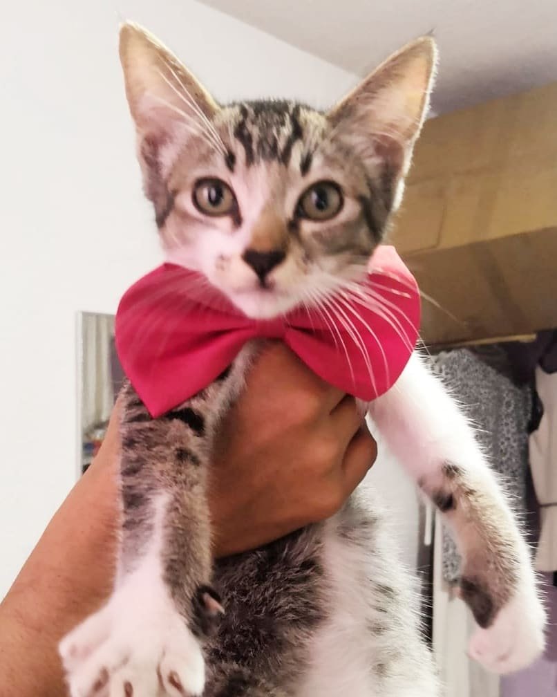 NancyUbilla3's tweet photo. 😻 Seguimos buscando hogar para este pequeño.

Ayúdanos por favor a compartir. Macho de 3 meses. Muchas gracias 🙏🏼🙌🏼😻

https://t.co/803FnXPhGN

#Cats #CatLover #RescueCats #Gatos #GatosRescatados #AmanteDeLosGatos  #Adopta #Rescata #Esteriliza https://t.co/f3GNxOO95T