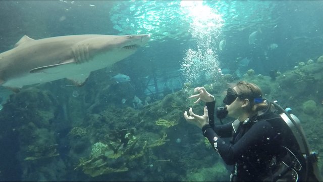 フロリダ水族館のtwitterイラスト検索結果