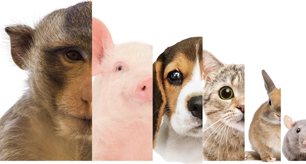 CCAAM_CaCVAM's tweet image. Billions of animals have been used for science since the 6th century BC. On this #WorldDayForAnimalsInLaboratories, we hope they will all be REPLACED with
#NewApproachMethods long before the end of this century!
#science #research #CrueltyFree