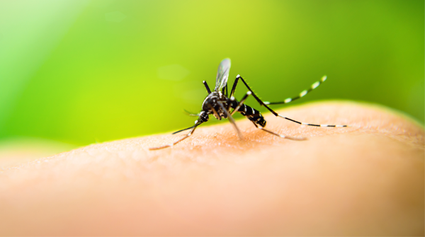 To mark #WORLDMALARIADAY we are profiling the work of Dr. Daniel Fernandez-Ruiz and Professor William Heath who are conducting research on immune cells and malaria parasites to lead us to an effective malaria vaccine

bit.ly/3eScC8f

@unimelb 
<a href="/UniMelb/">University of Melbourne</a>MDHS 
<a href="/TheRMH/">The Royal Melbourne Hospital</a>