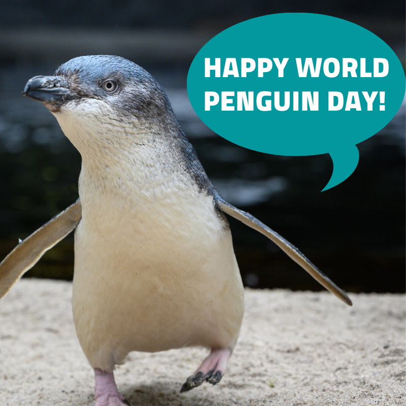 AquariumNZ's tweet photo. Happy World Penguin Day to our wonderful Kororā (Little Penguins). Our permanent residents have been brought in because they’ve been abandoned as chicks, are partially sighted, have become sick in the wild, or been injured in dog attacks. 
#worldpenguinday https://t.co/kGiHj8dLWL