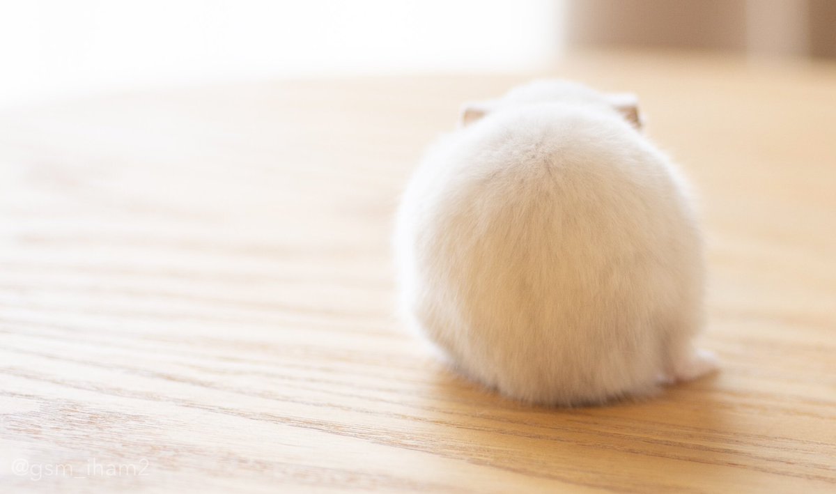 ぱる Twitterren 食事中 すごく丸くなってかわいい ハムスター ぱる Twitterren 食事中 すごく丸くなってかわいい ハムスター