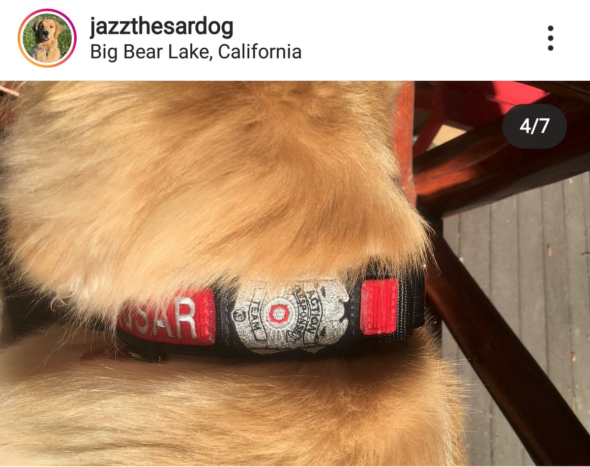 BLOCKYDOGS's tweet photo. Beautiful USAR K9 Jasmine has TWO new BLOCKY DUAL Grips! Each has a slightly different badge.
#blockydogs #blockydogscollar #usar #sar #searchdog #retriever #workingdog #k9 #k9collar #k9badge #martingalecollar  #bucklemartingale #widemartingale #heavydutycollar #customdogcollar https://t.co/UFEyA7BUWb