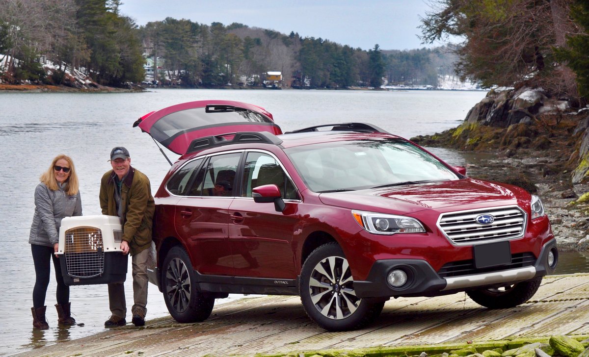 subaru_usa's tweet photo. David and Pam Brennan have transported many seals in their trusty Outback, driving from Maine to Massachusetts to take the seals to the Mystic Aquarium, a public aquarium with a research facility. With Pam and David’s help, MMoME rescued 60 seals last year.#SubaruLovesTheEarth https://t.co/wsDF6mX9bx