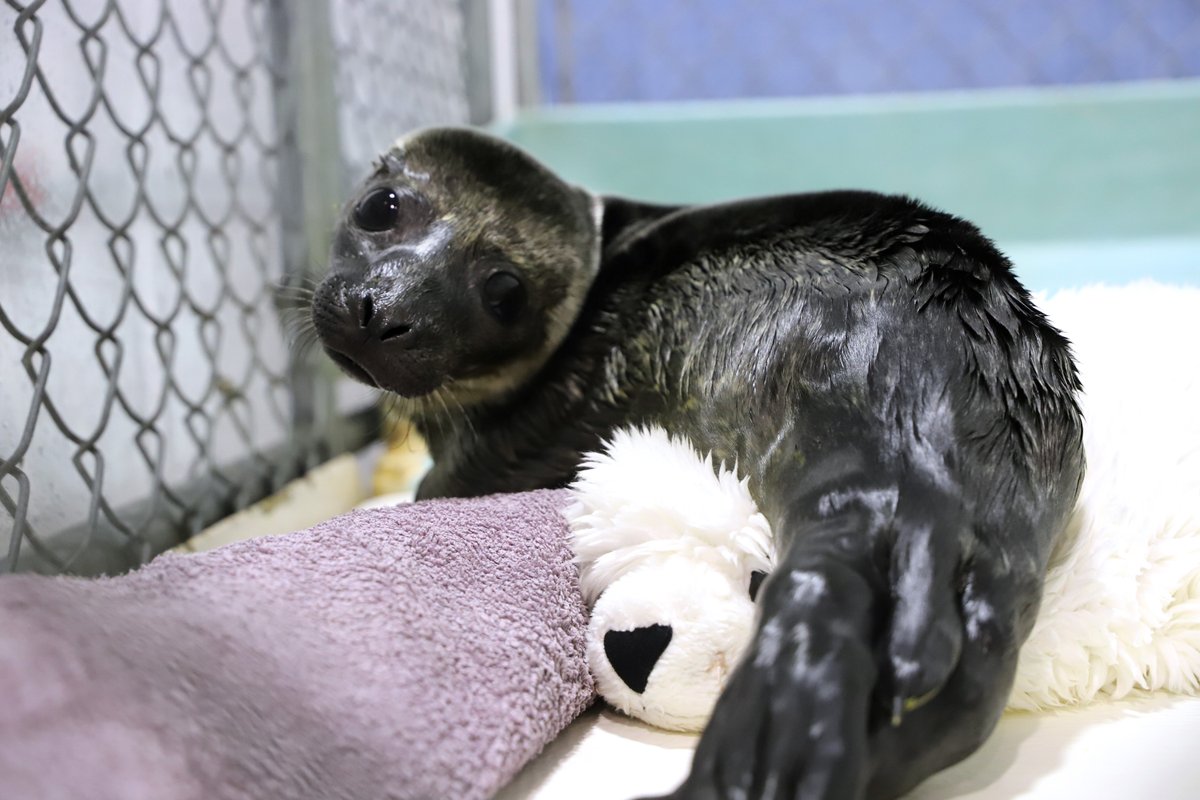 subaru_usa's tweet photo. David and Pam Brennan have transported many seals in their trusty Outback, driving from Maine to Massachusetts to take the seals to the Mystic Aquarium, a public aquarium with a research facility. With Pam and David’s help, MMoME rescued 60 seals last year.#SubaruLovesTheEarth https://t.co/wsDF6mX9bx