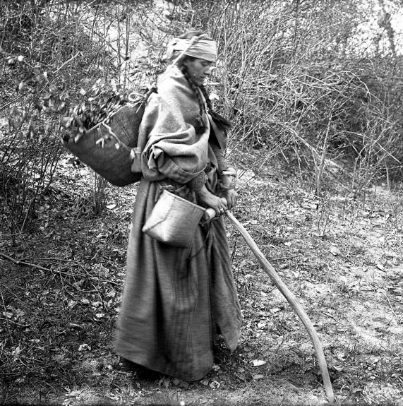 Balsamroot is one of a number of root/bulb foods managed on the Plateau to maximize reliable production. A digging stick was used to uproot plants and loosen soil, then extra roots were replanted for future harvests. (AMNH of a Nlaka’pamux woman demonstrating)