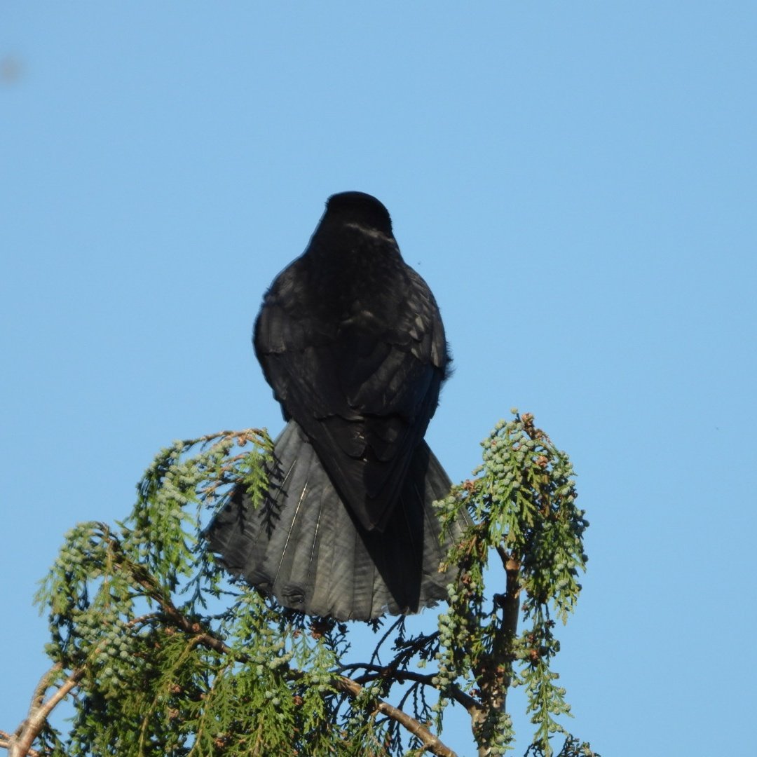 daleivor's tweet photo. #lookoutforthebuzzard
#roundtail
#fantail https://t.co/qIhNWccUSE