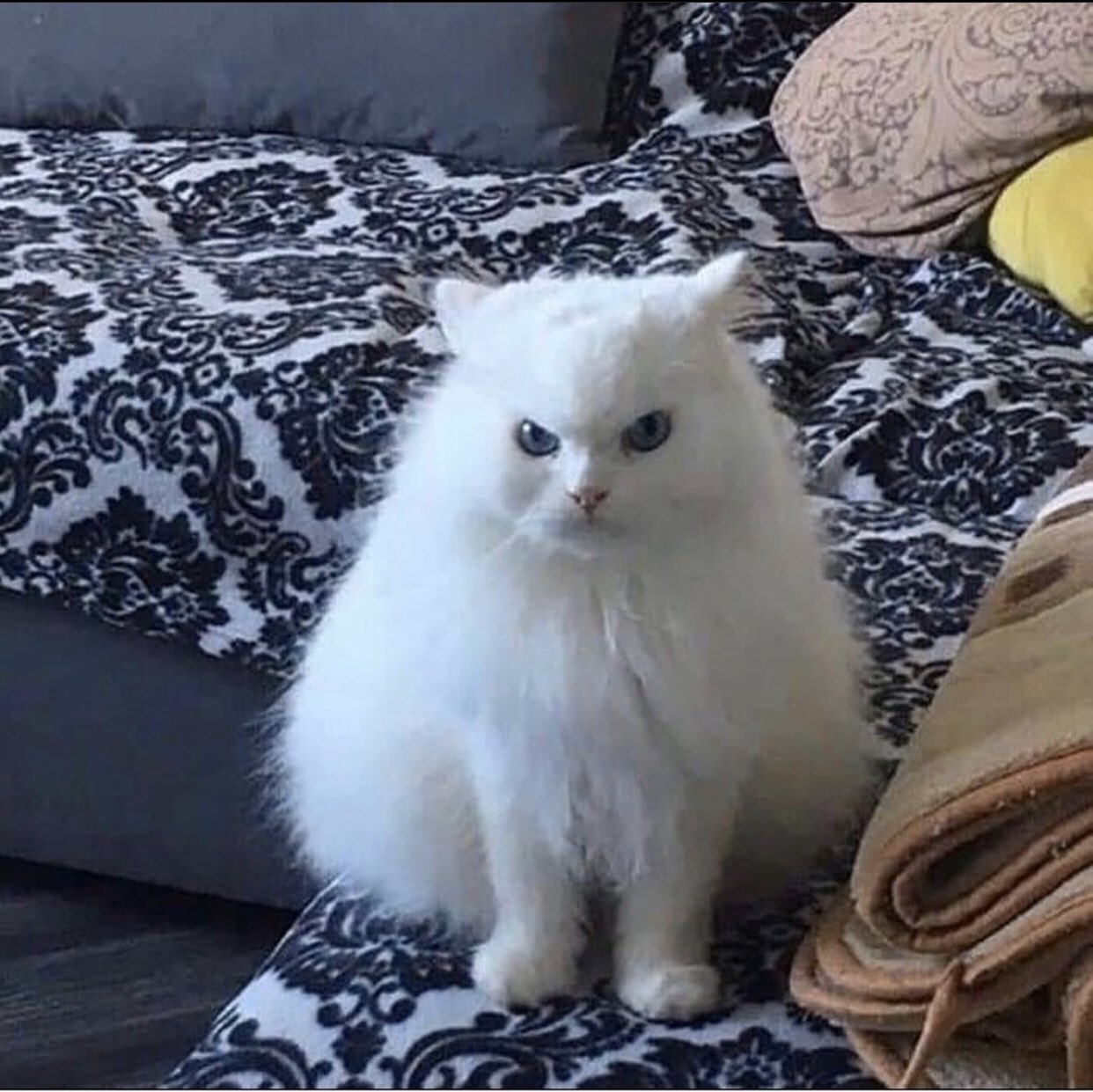 Агрессивно молчит кот Мем