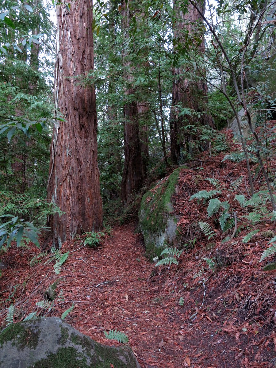 Back to the coast redwood! These trees can reach 115 m tall with a trunk diameter of 9 m. The bark can be very thick, up to 30 cm, and quite soft and fibrous, with a bright red-brown color when freshly exposed (hence the name redwood), weathering darker. 5/