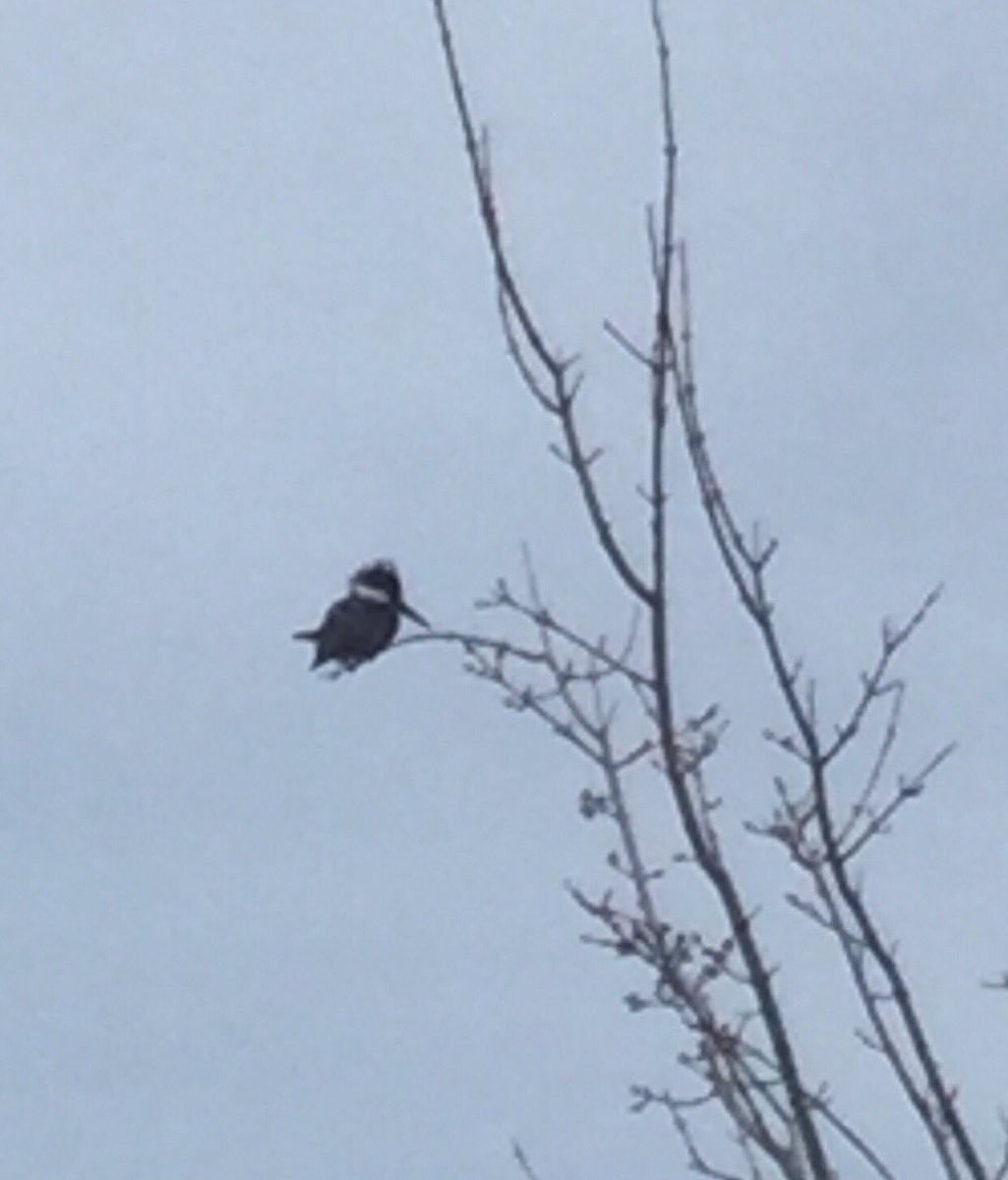 msbjacobs's tweet photo. #educatorsONtherun #RWRunStreak Day 149: An enjoyable 3 miles (5.0 km) run this afternoon made better by seeing this kingfisher. Ran this for @RunningRoom @asicscanada #ASICSRRVirtualEvent 5k https://t.co/rxBHGmCz46