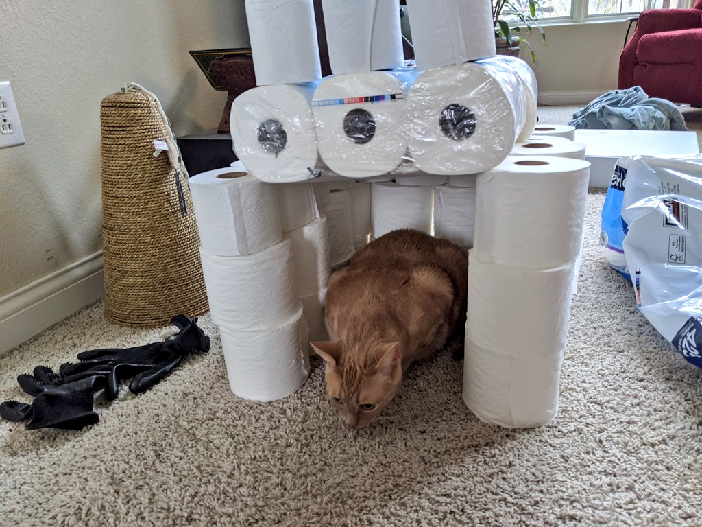 2020D4ac's tweet photo. Monty in his TP Throne... Stay tuned for more blue team TP! @D4AC2020 @nation_cougar @Justice4Sierah #D4AC2020 #bluedreamteam https://t.co/mPanEwwF2S