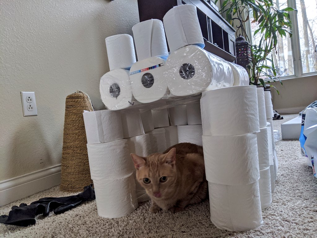 2020D4ac's tweet photo. Monty in his TP Throne... Stay tuned for more blue team TP! @D4AC2020 @nation_cougar @Justice4Sierah #D4AC2020 #bluedreamteam https://t.co/mPanEwwF2S