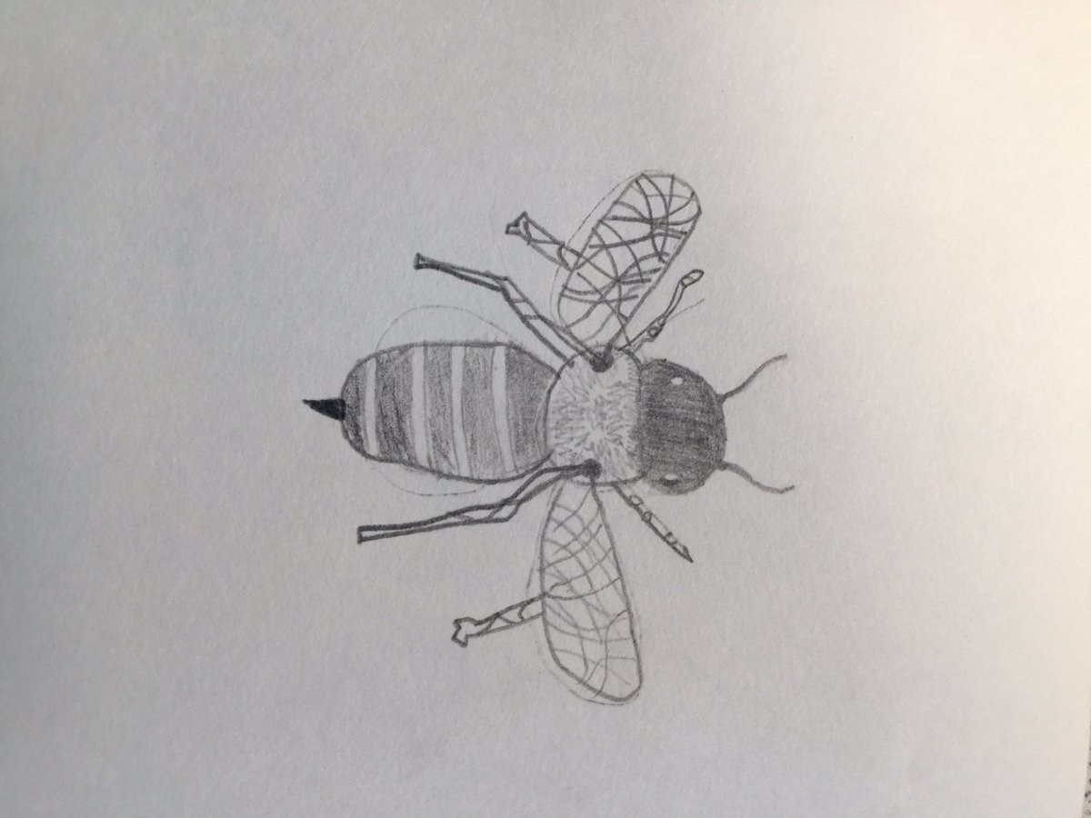 HubMillbank's tweet photo. We have been having fun designing insect friendly gardens and bug hunting. https://t.co/ex3MsMZctV