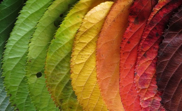 ATep46's tweet photo. Don't close up shop for the weekend yet! Check out our blog &amp; scavenger hunt in one. Consider how you &amp; your team are growing thru change. There's always a rainbow after the rain. Thx to @CharityDodd &amp; @hodge_dv for your inspiration. @ReVISION_Learng
 https://t.co/BLR8tnQ8mZ https://t.co/DteJ9OFRpP