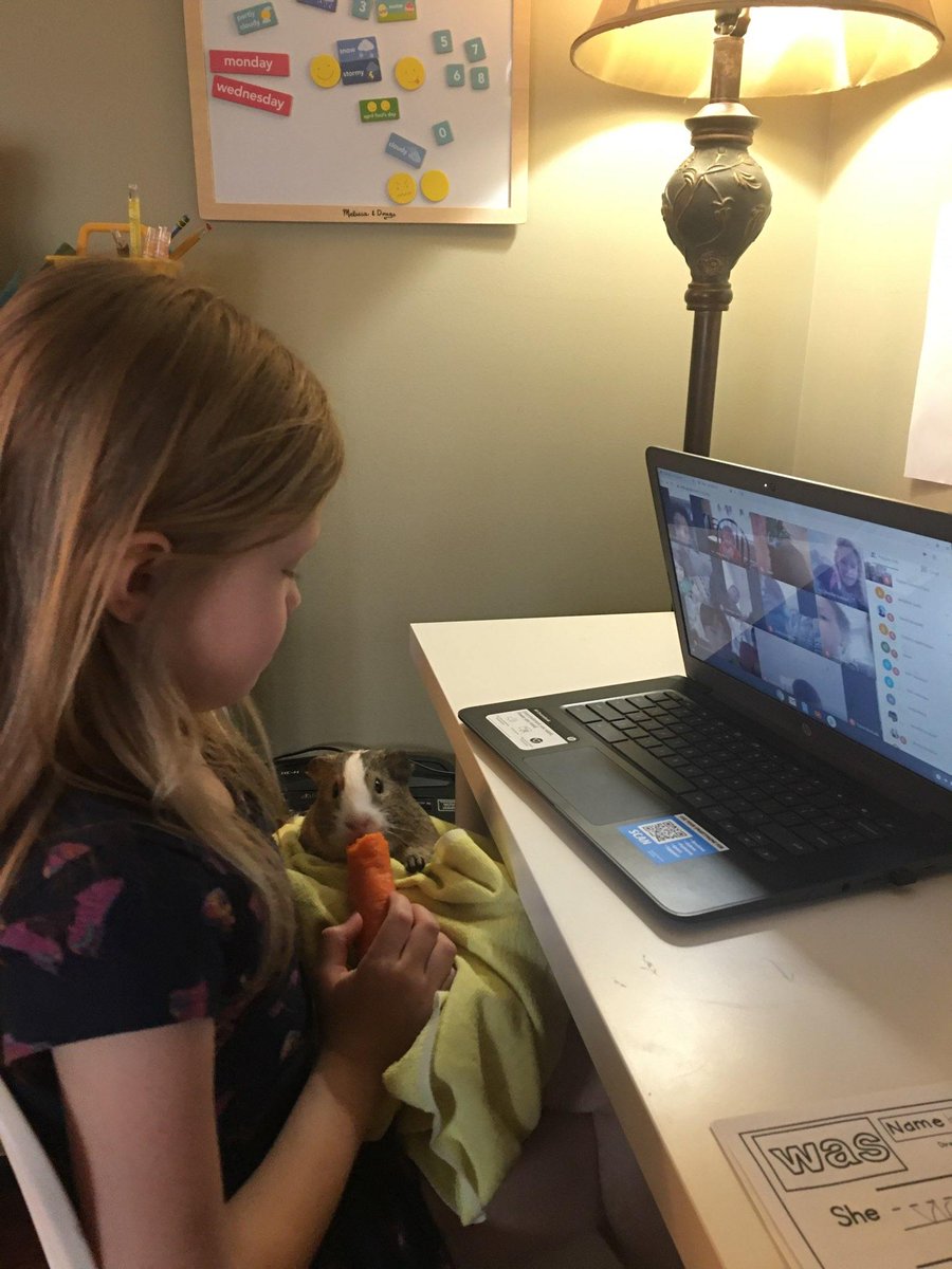 We had a cute addition to our zoom today...#opsedu. #collsedu