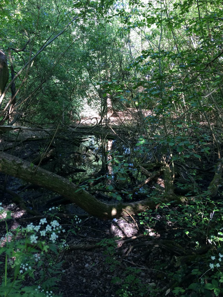 LizzieJarrett9's tweet photo. #WritingCommunity #sussex #Covid_19 #trees  
My favourite secret beauty spot eleven months apart. On the left May 2019 (beauty, symmetry, reflections), on the right April 2020 (filthy water, broken tree infected by fungus).Meta-what! https://t.co/TsCExsbsMG