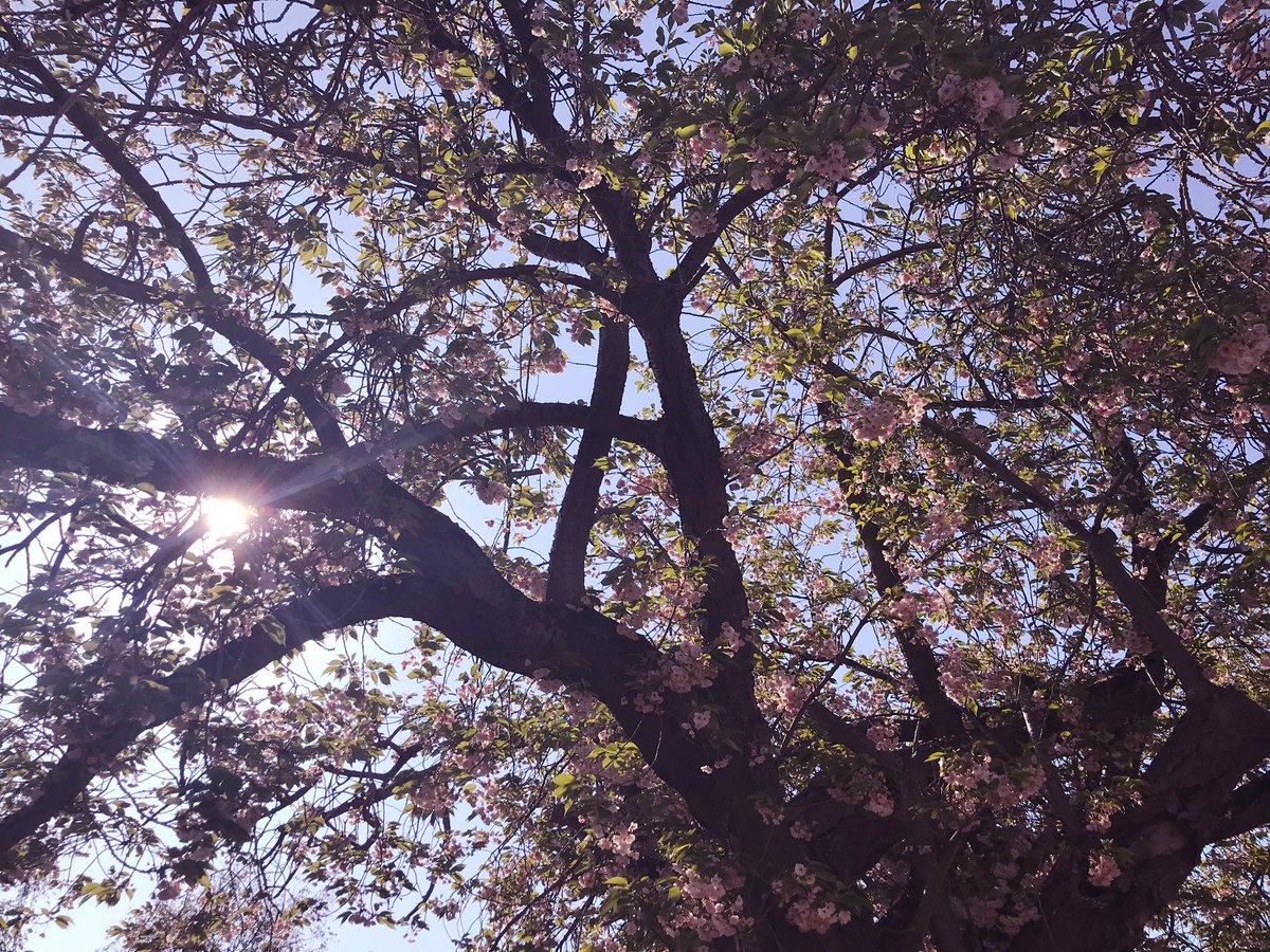 _risewithgrace_'s tweet photo. I’m a bit late of the mark with this one but welcome to Feel Good Friday! Have a wonderful weekend everyone 💜
#landscape #socialdistancing #countrywalks #onceaday #keepactive #onewalkaday #dailyexercise #staylocal #furbaby #walks #walkingthedog #furrychildren #happy #stayhome https://t.co/Z9iqrP2JP8