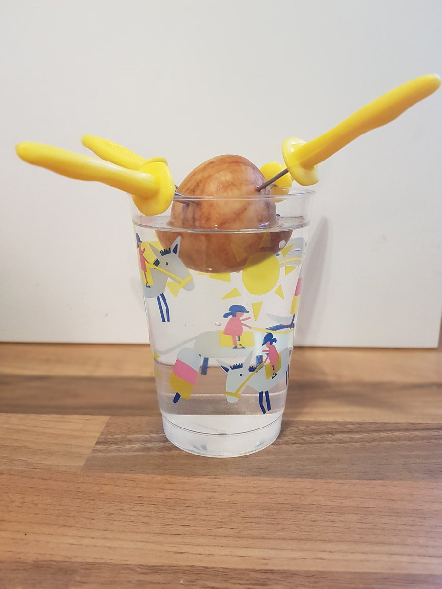 travers_maths's tweet image. Day 1 of Avril the Avocado plant&apos;s life.