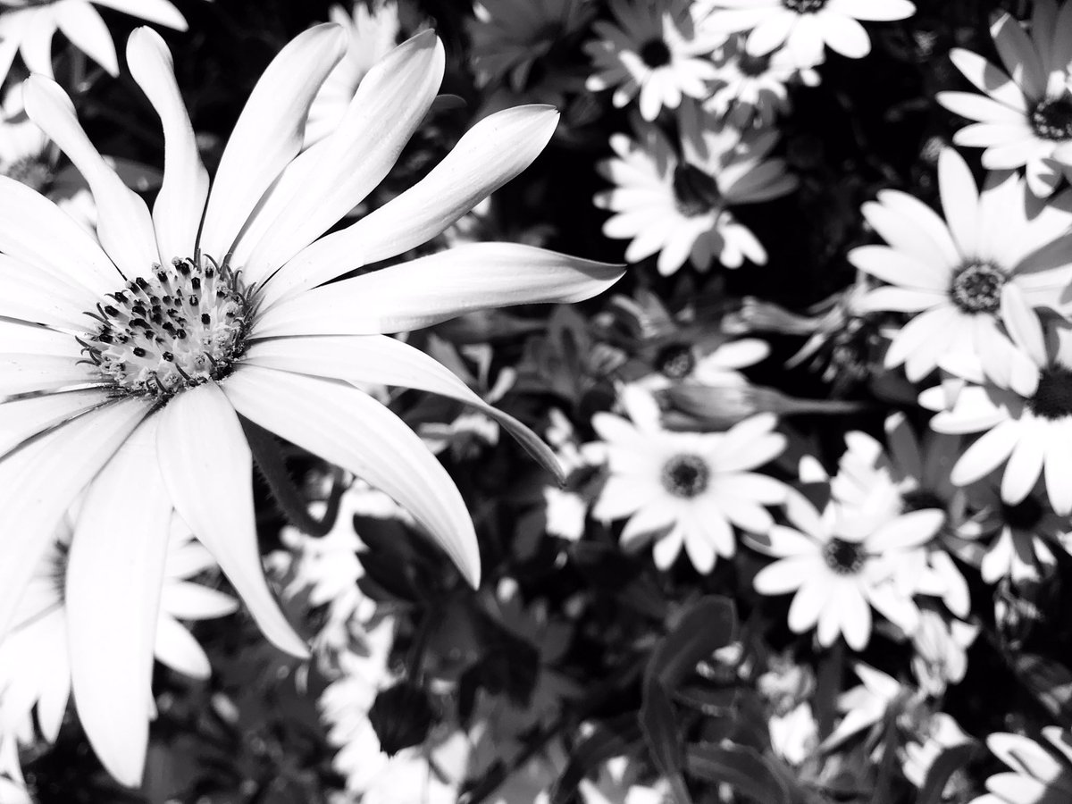 RichMonochrome's tweet photo. Spring #flowers #spring2020 #firsttimeoutside #staypositive #monochrome https://t.co/5yFfJXy27y