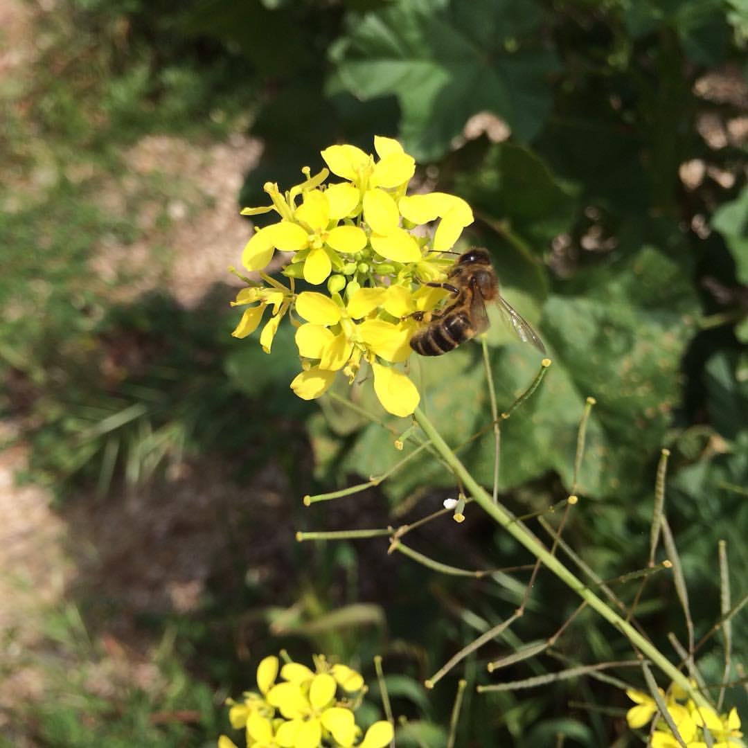 zerzura_sp's tweet photo. #bees #beeworks #workingbees #naturaleza #abejas #api #honeybees #nature #natura #campoextremeño https://t.co/HjUlZWus3W