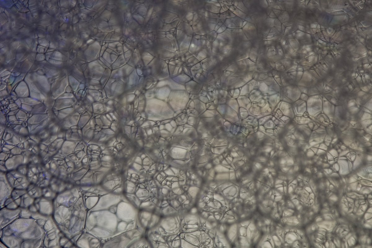 SceneSprout's tweet image. Filming a @mammalzpbc exclusive How-To on these Abstract Macro Photos you can do at home! Go to mammalz.com and follow me at
mammalz.com/profile/153 to see the moment it goes up! #scenesprout #mammalz #abstractmacrophotography #macrophotography